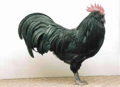 Thüringer Barthühner  